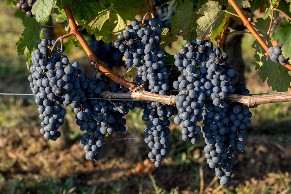 About Stel + Mar Wines